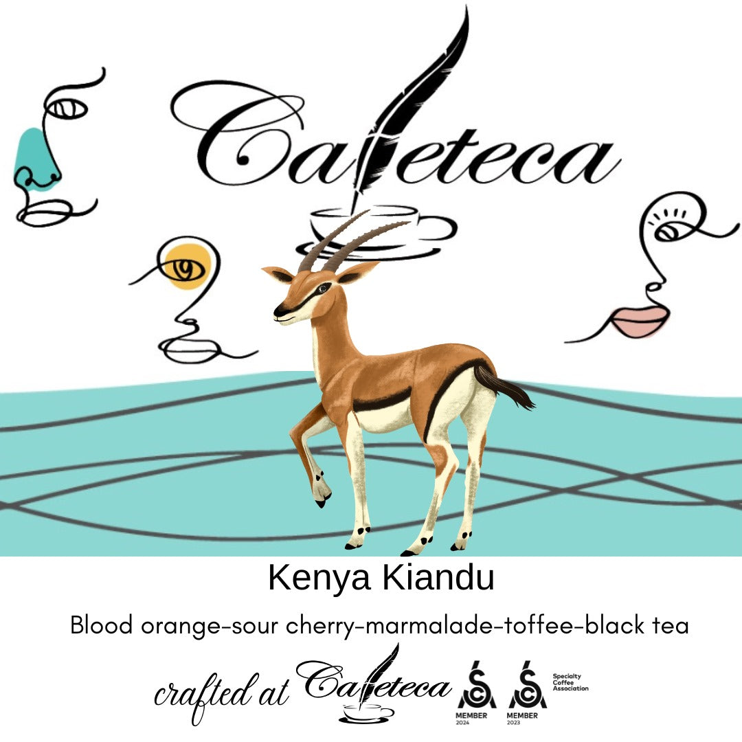 Cafea de Specialitate Kenya Kiandu AB